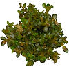 Looking for live plants for your aquarium? ABC plants have you covered! We have a wide variety of live plants to choose from, perfect for any aquarium size. Live plants for aquariums come in a variety of shapes and sizes, so it is important to choose one that will fit the layout of the tank.Check out our selection and find the perfect live plant for your aquarium !