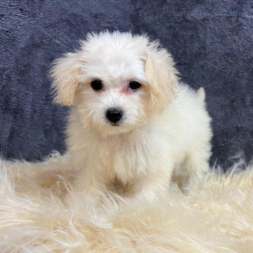 Looking to buy Maltese-poodle Maltipoo breeders in Houston? Abcpuppy.com is a renowned platform to find the cutest hybrids like Maltipoo breeders, Maltese poodle mix puppies, and more which are available at an affordable price. Kindly visit us for more details.

https://www.abcpuppy.com/pages/maltipoo-info