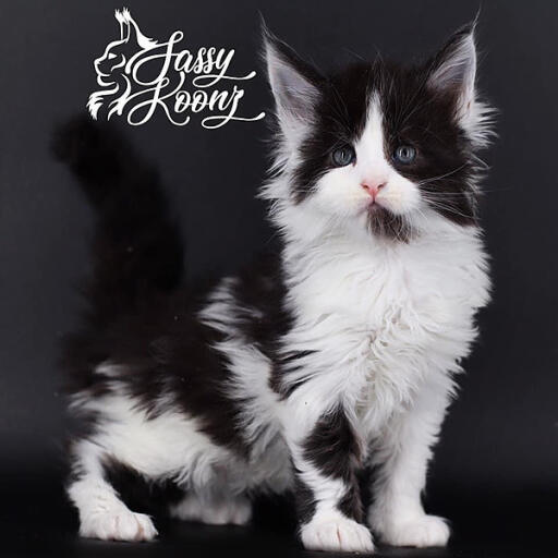 If you are considering getting a Maine Coon Cat, you have come to the right place. Sassy Koonz is a Maine Coon breeder in Florida (United States of America). We can produce healthy, well-socialized beautiful cats for you to enjoy as part of your family because we only have a few breeding cats and a limited number of Maine Coon kittens for sale. If you want to adopt Maine Coon Cat, visit our website: https://sassykoonz.com/.