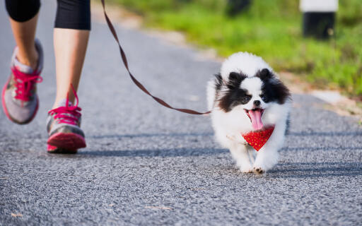 Always look for a few new ways to get active with your pets. Spend more time with them by running on a trail to make your bond stronger. To know more, give us a call! 941-954-4771