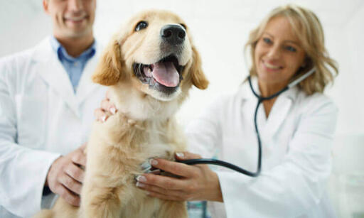 Aside from spending quality time with your loving pets, giving them the vaccinations they need is also a priority. Schedule a checkup at any of our clinics by giving us a call. 504-456-0240