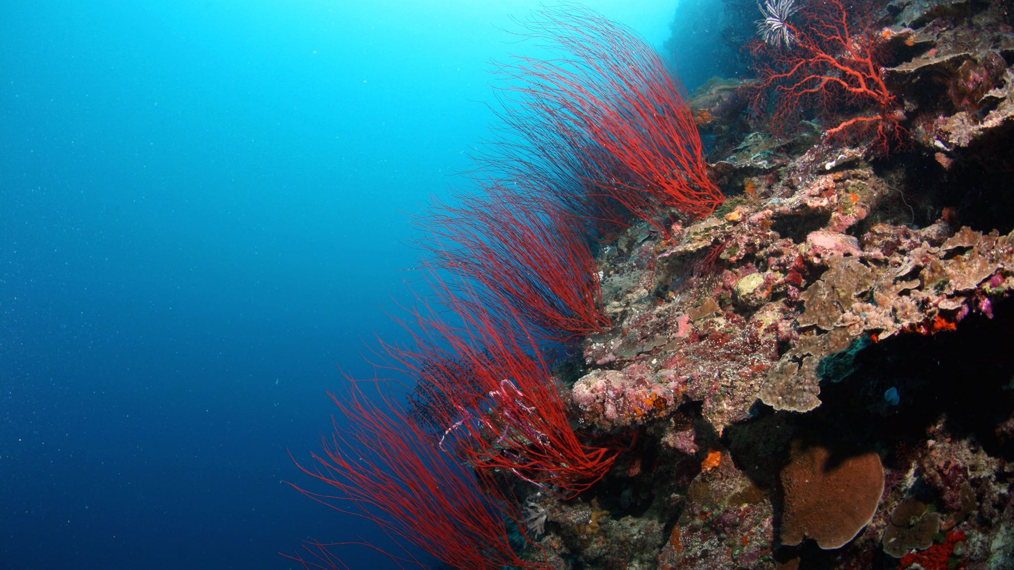 Кабели связи в красном море. Коралловые рифы красного моря. Коралловый шельф Хургада. Коралловый риф в Шарм Эль Шейхе. Водоросли в рифах.