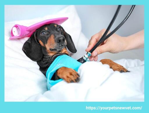 It is very essential to keep your pet healthy and safe from several diseases. If you are looking for the best health professional for your pets then, you may visit to the veterinarian Spring Hill. To know entire information, visit here. 
https://yourpetsnewvet.com/
