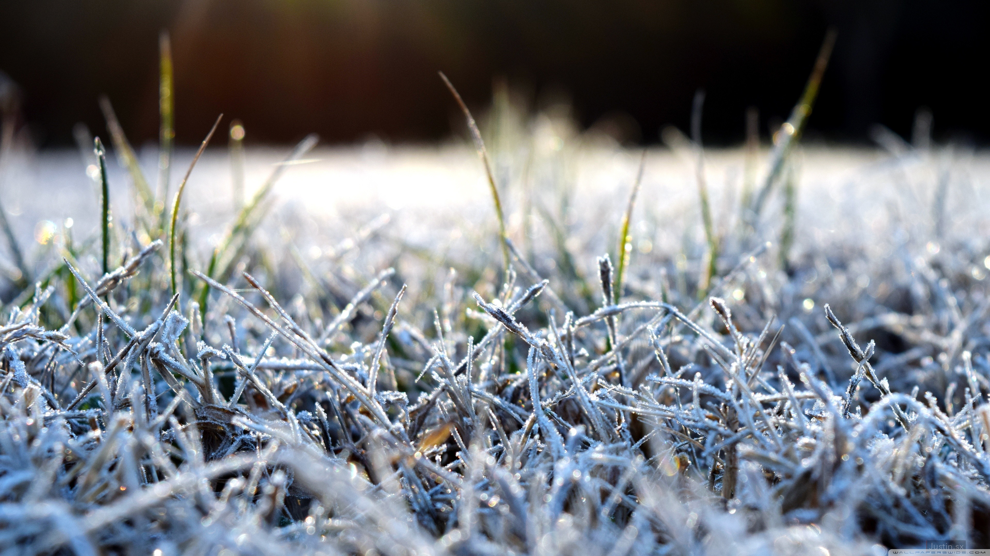 иней зима трава frost winter grass скачать