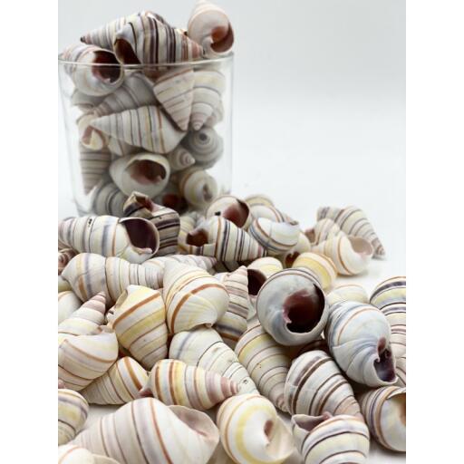 Pastel Pines is your ultimate destination for buying ethically sourced seashells in Australia. Whether you are looking for seashells in a glass bottle, white shells in netting, or a rope ladder hanging with white shells, we have you covered. Our products are made to enhance the aesthetic value of your interior. To buy our seashells in Australia, please visit our website: https://pastelpines.com/51-sea-shells-home-decor. For more information, call +61 (02) 4577 7111.