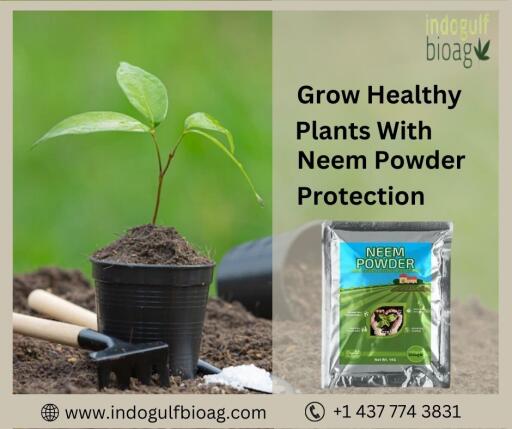Neem oil and powder combo: Using a combination of neem oil and powder can provide the ultimate protection for your plants. The oil can be used as a spray to protect your plants from pests and diseases, while the powder can be added to the soil to improve its overall health. This combo will provide an all-around protection and nourishment to your plants. To know more visit:
https://www.indogulfbioag.com/neem-powder