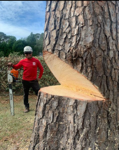 Connor Tree Service believes that tree removal should be a last resort. We recommend pruning and trimming of deadwood and other dangerous branches before removal is considered. Learn More: https://www.connortreeservice.com/tree-removal-services-charleston-sc/