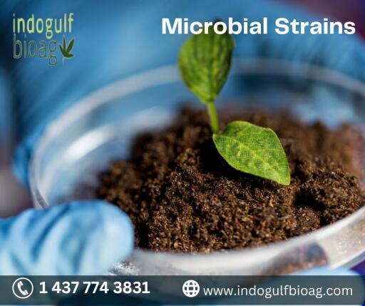 Microbial Strains are the different variants or subtypes of microorganisms, such as bacteria, yeast, and fungi, that can be isolated and cultured. They can exhibit varying phenotypic and genetic characteristics and are often used in scientific research, biotechnology, and industrial processes. In agriculture, for example, specific microbial strains can be used to improve soil health and plant growth through the introduction of nitrogen-fixing bacteria. To know more visit our website: https://www.indogulfbioag.com/microbial-strains