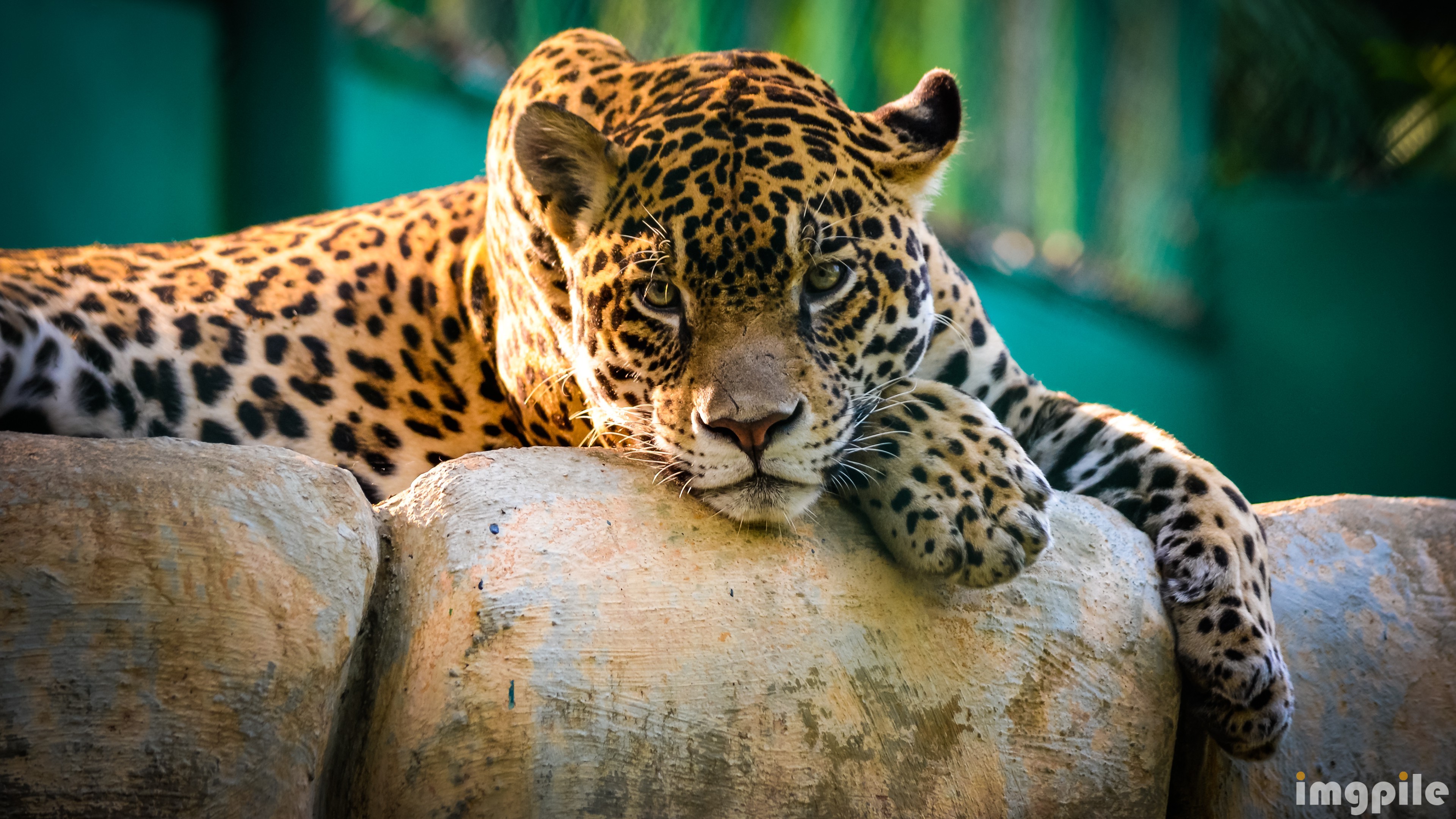 природа животные ягуар nature animals Jaguar без смс