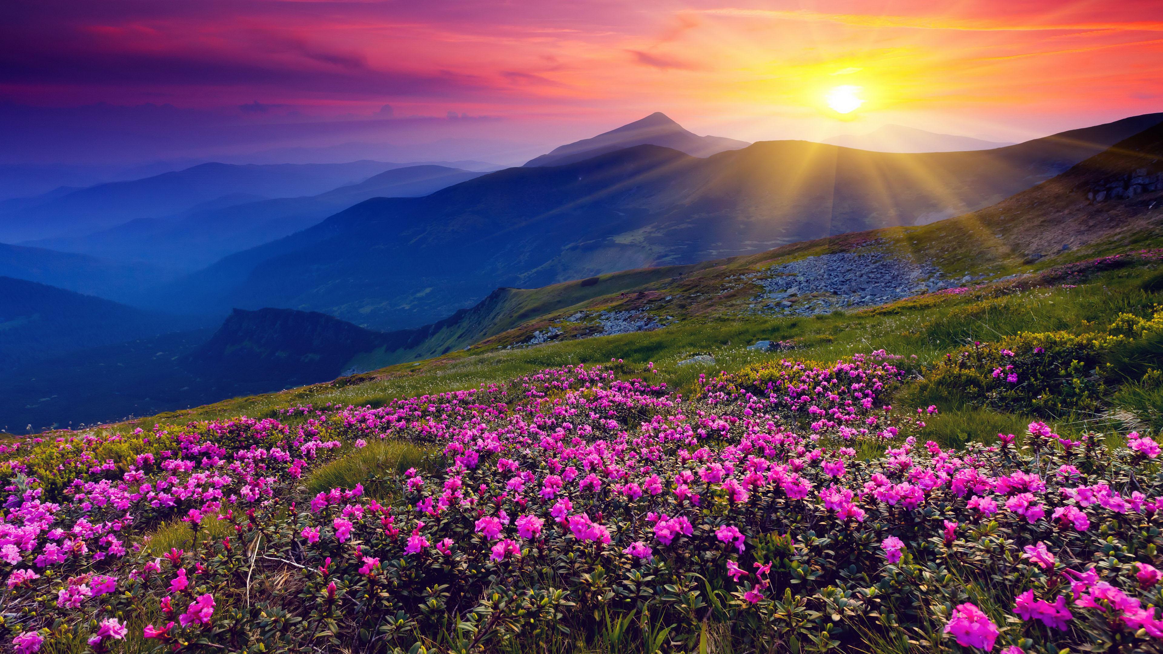 горы небо цветы загрузить