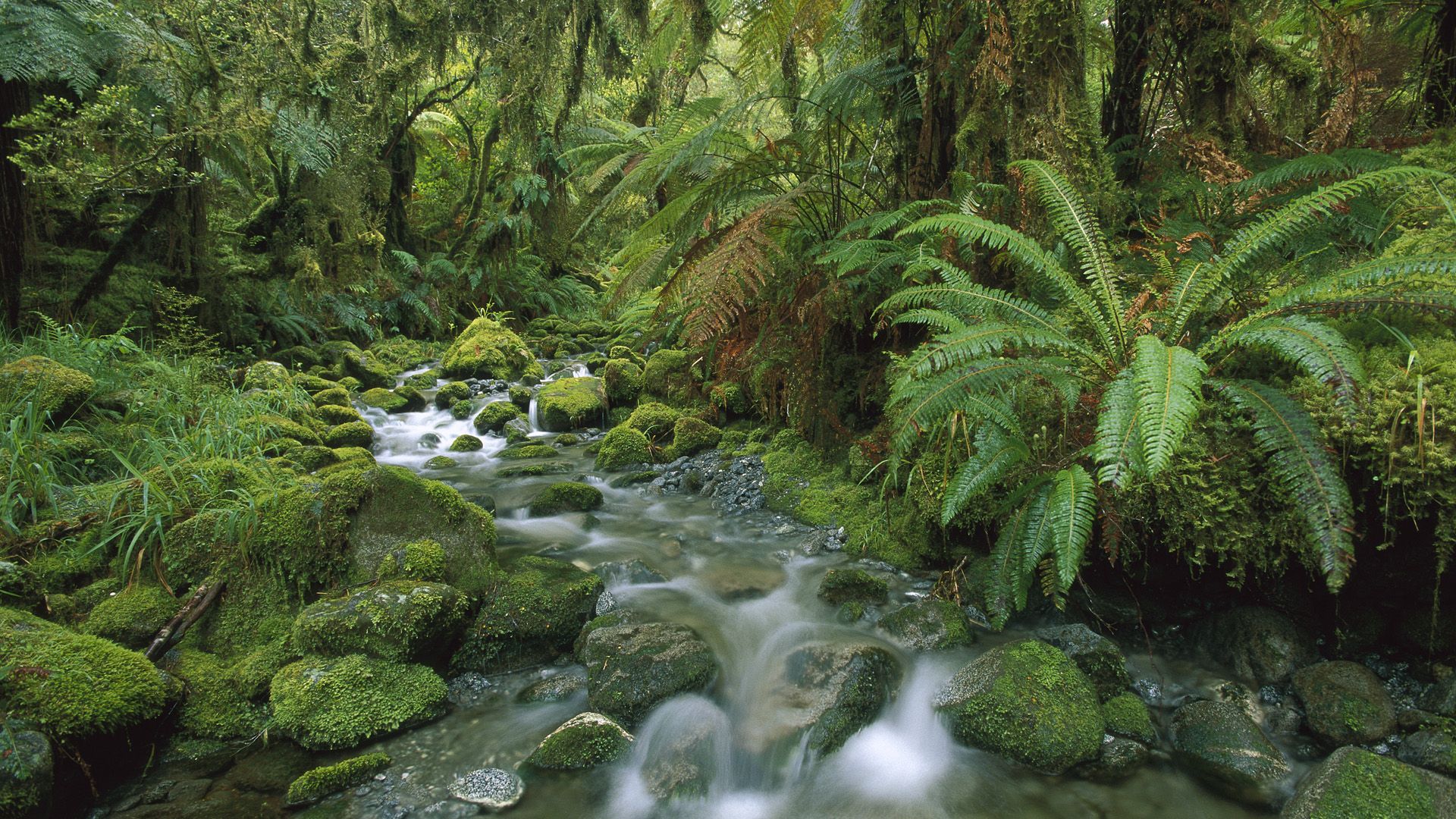 природа река Новая Зеландия без смс
