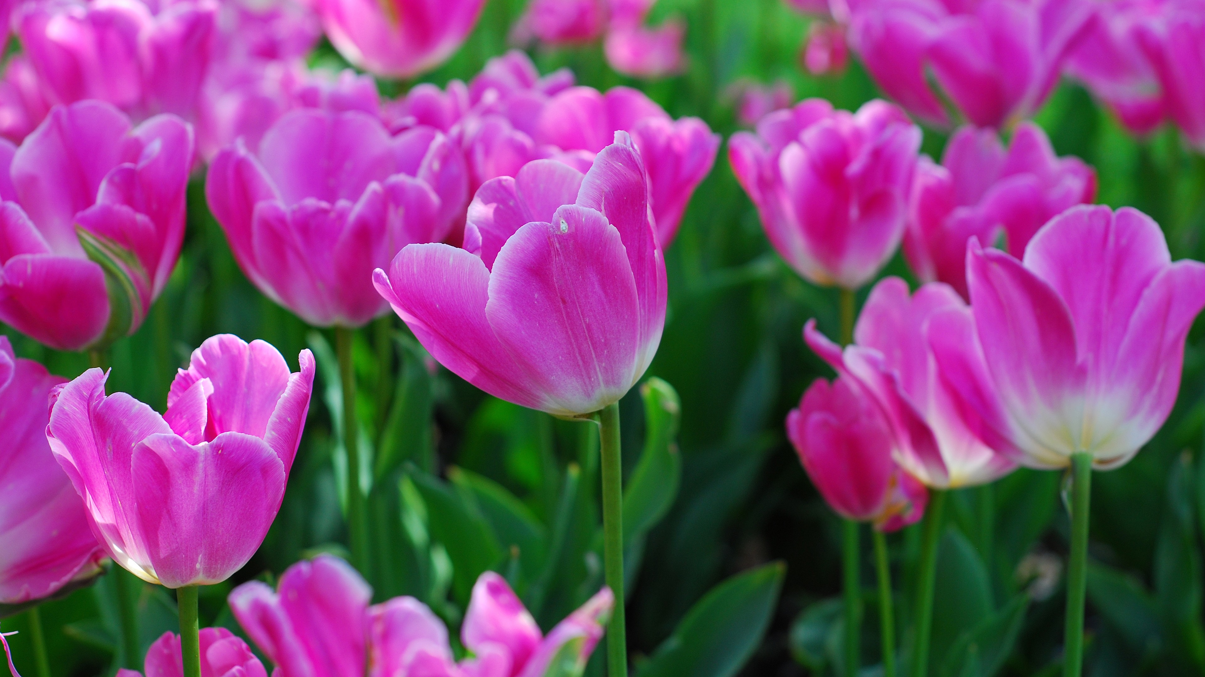 природа цветы тюльпаны бесплатно