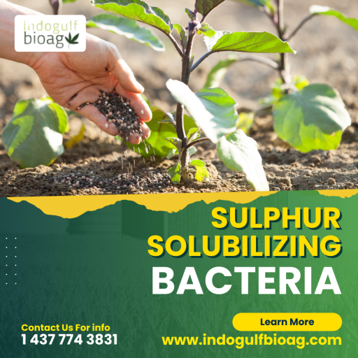 Sulphur solubilizing bacteria are a promising solution for addressing the challenges of modern agriculture. These microbial strains play a crucial role in promoting plant health and increasing crop yields by making sulphur available to plants. Additionally, some strains of sulphur solubilizing bacteria are nitrogen-fixing bacteria, which can help reduce the use of synthetic fertilizers and promote sustainable farming practices. By incorporating these beneficial bacteria into soil, farmers can improve soil health, enhance plant growth, and ultimately increase their overall yields. With the rising demand for sustainable agriculture practices, the use of sulphur solubilizing bacteria is becoming increasingly important for modern agriculture. To know more visit our website:https://www.indogulfbioag.com/sulphur-solubilizing-bacteria