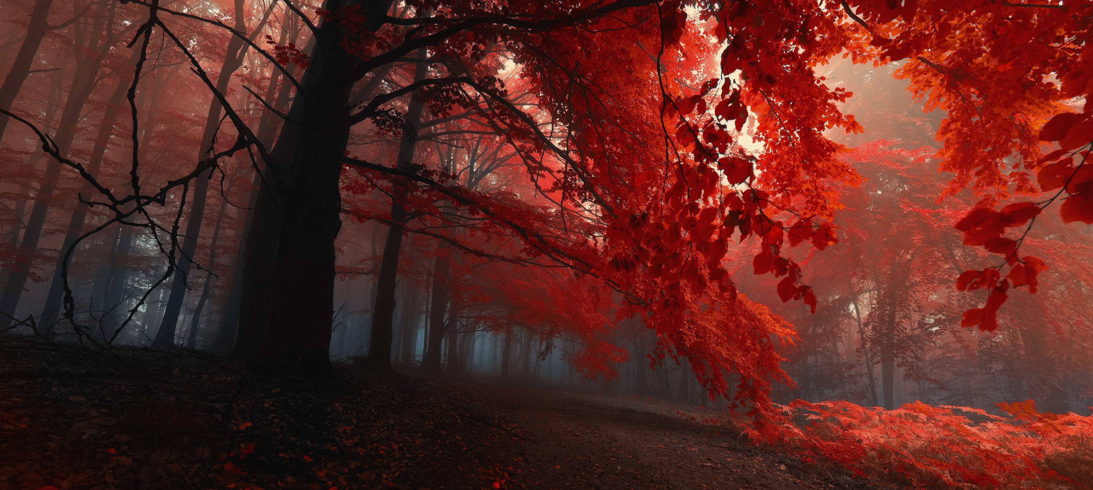 лес осень листья красные загрузить