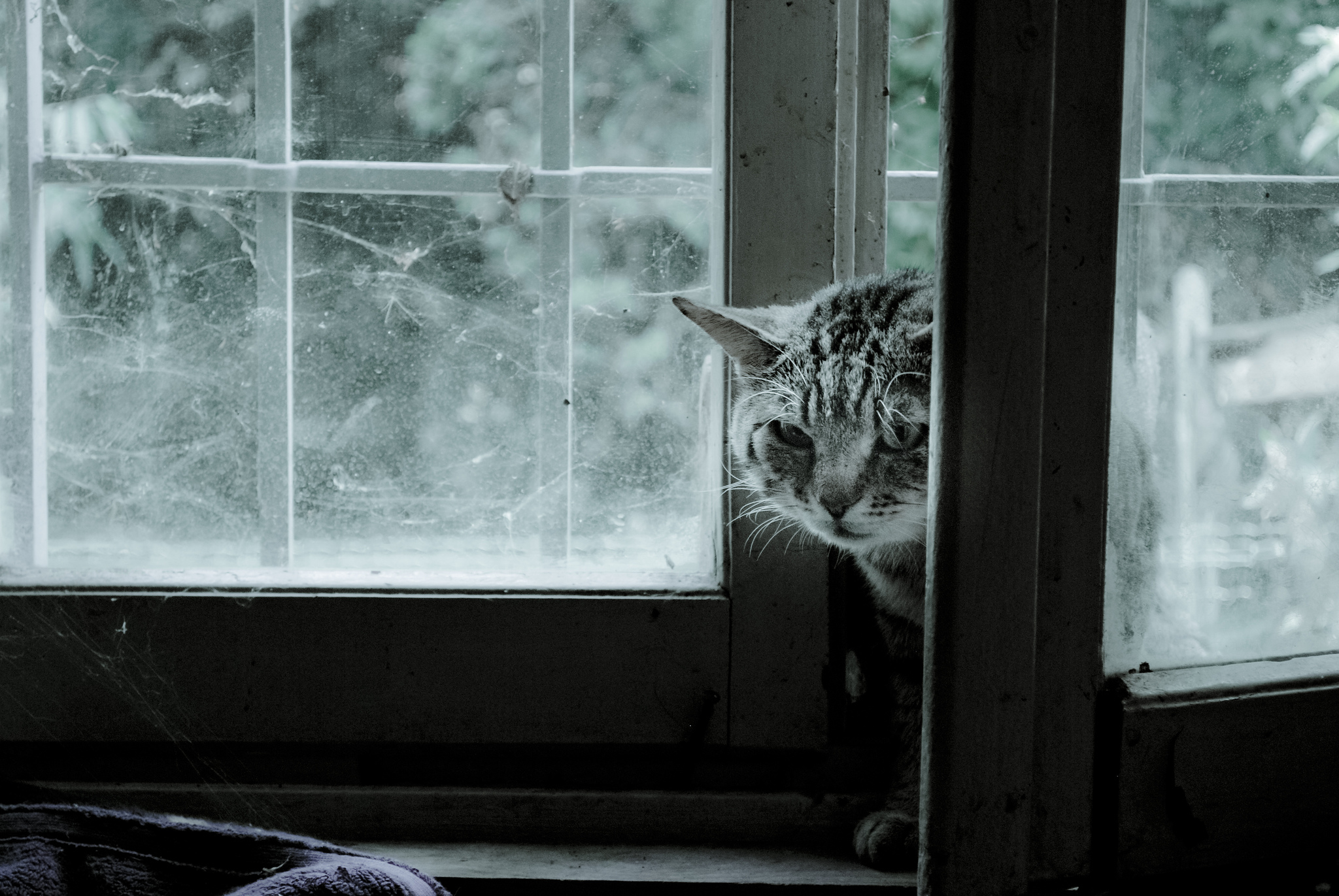 Кот серый окно загрузить