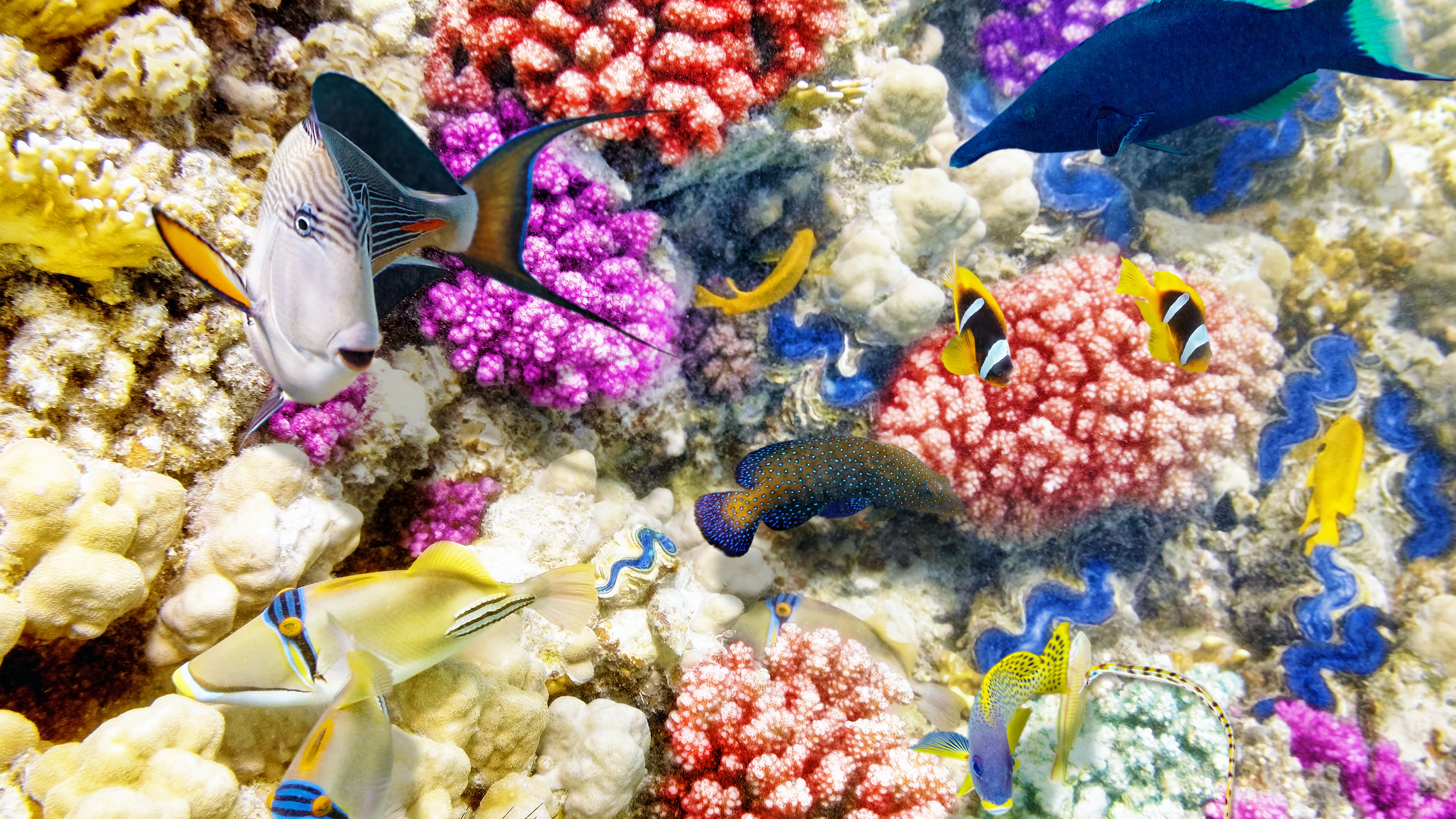 подводный мир рыбы кораллы бесплатно