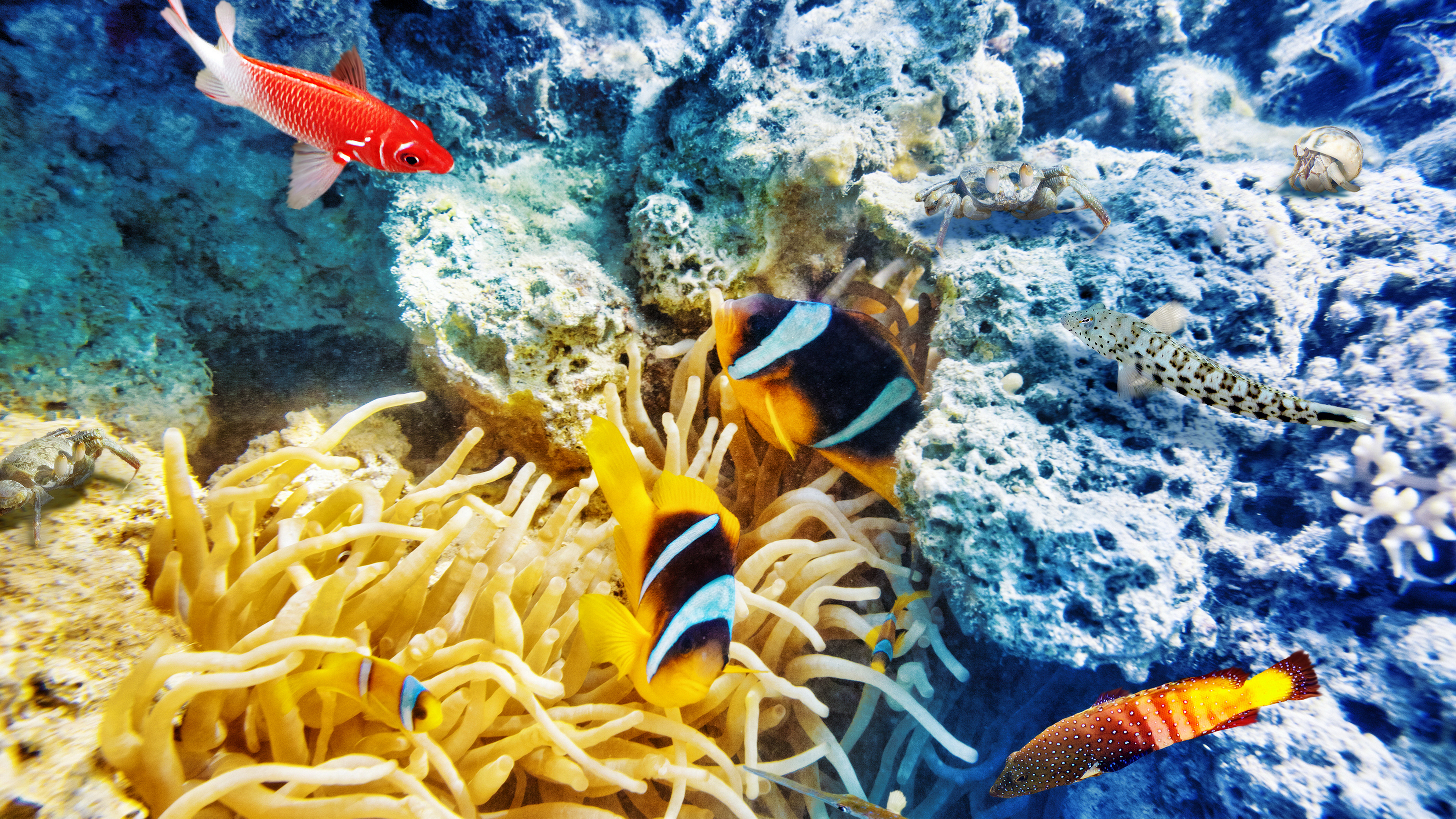 природа риф животные рыбы кораллы без смс