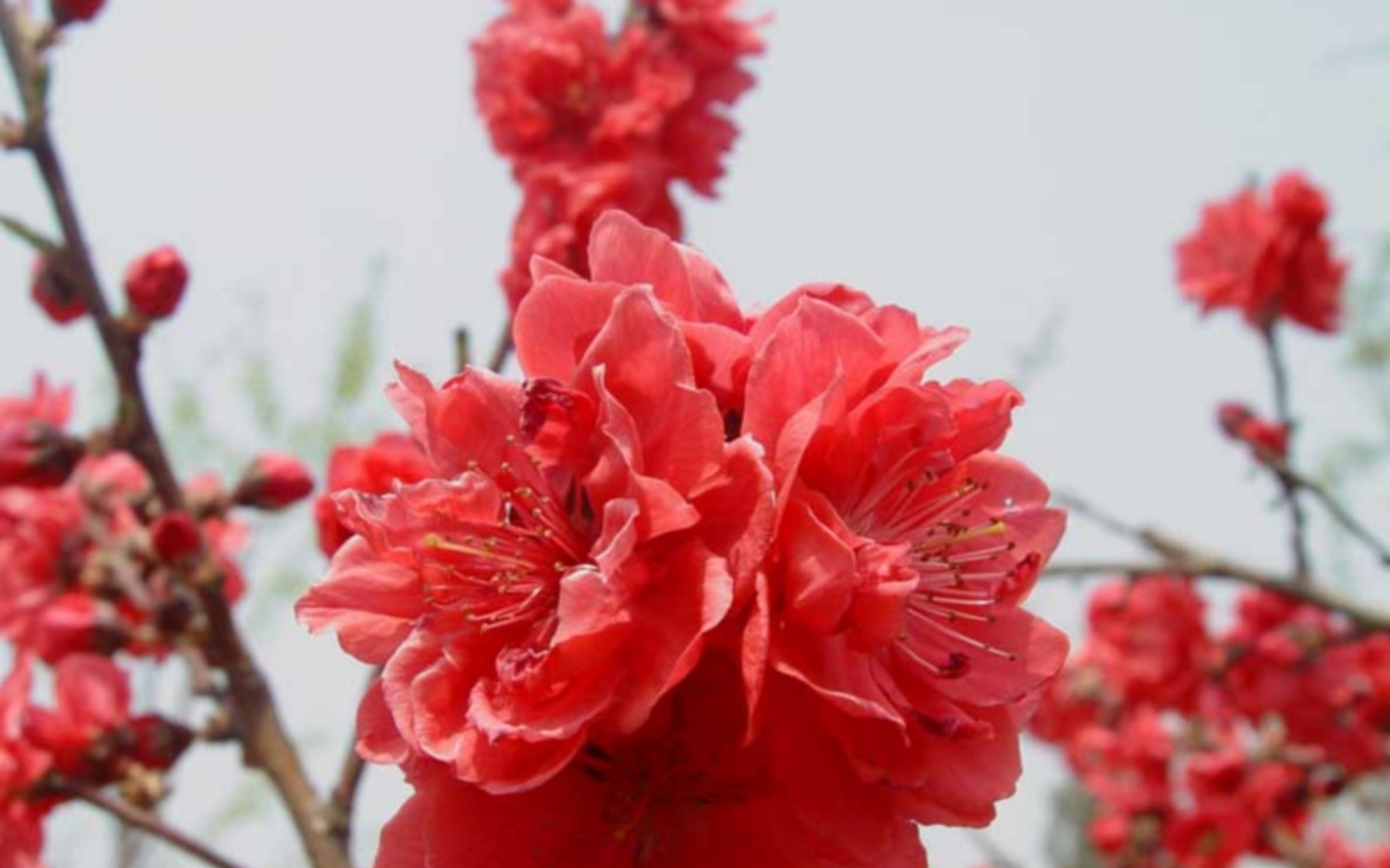 цветки цветение ветка красные скачать