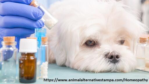Homeopathic medicine for dogs and cats is a holistic process of using natural substances to stimulate the body's natural healing method. If you want to know more information about homeopathy for pets, visit the website link or call 813-265-2411.
https://www.animalalternativestampa.com/Homeopathy
