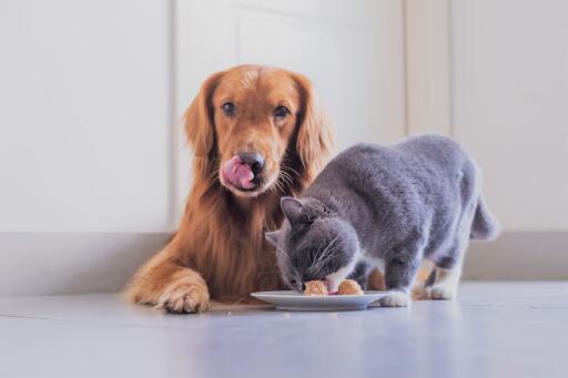 Weight problems are common in dogs and cats and can be easily managed through changes in pets food. If you want to know more details about pets’ nutrition & weight management tips, visit the website link.
https://hodesvhc.com/vet-services/nutrition-and-weight-management/