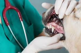 Get the certified dentistry services at Compassionate Care Veterinary Hospital include both regular, protective care as well as advanced treatment for existing dental conditions. To learn more details about pet’s dentistry services, visit the website link or call at 830-997-7643.
https://www.compassionatecarevet.net/dentistry