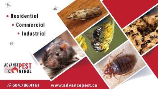 Advance Pest Control provides the best services for pest control in Langley and Aldergorve. Get in touch to get the services! Call Now at 604-786-4161.

Advance Pest Control is proud to offer its services at affordable and competitive rates with all inclusive pest control remedial measures and follow ups.Our mission statement is simple yet striking; providing exceptional and cost effective pest control management services through highly qualified and expert personnel. We are greatly committed to provide you with the quality living at your place as per your demand and comfort. With full dedication, we ensure to bring the maximum benefits for our valuable clients with jam-packed focus on pest control management and related technology consulting expertise.

#PestControlLangley

Read More:- https://g.page/Advance_Pest_Control_Langley